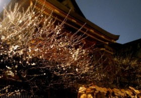江戸情緒を味わう！東京・梅と桜のライトアップ