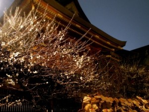 湯島天神の梅のライトアップと絵馬 / AllAbout