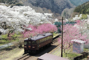 ハナモモとソメイヨシノの花の中を走る列車（１１日、神戸駅で） / YOMIURI ONLINE