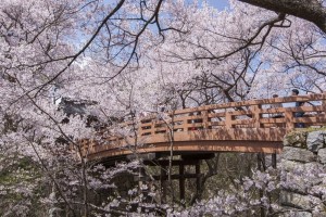 桜の日本三大名所　高遠城址さくら祭り / 日本の歩き方
