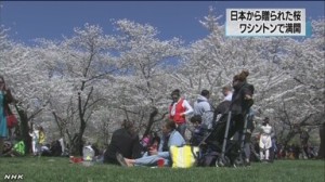 日本から贈られた桜　ワシントンで満開 / NHK NEWS WEB 