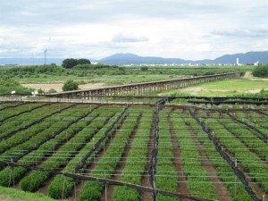 八幡市上津屋の茶畑と流れ橋（京都府提供） / 産経WEST