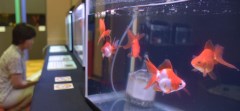 金魚で楽しむ夏の涼　31種100匹、神栖で展示会 / 茨城