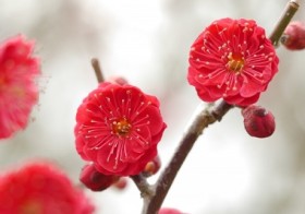 二十四節気「立春」・七十二候「東風解凍」(はるかぜこおりをとく) / denmira blog
